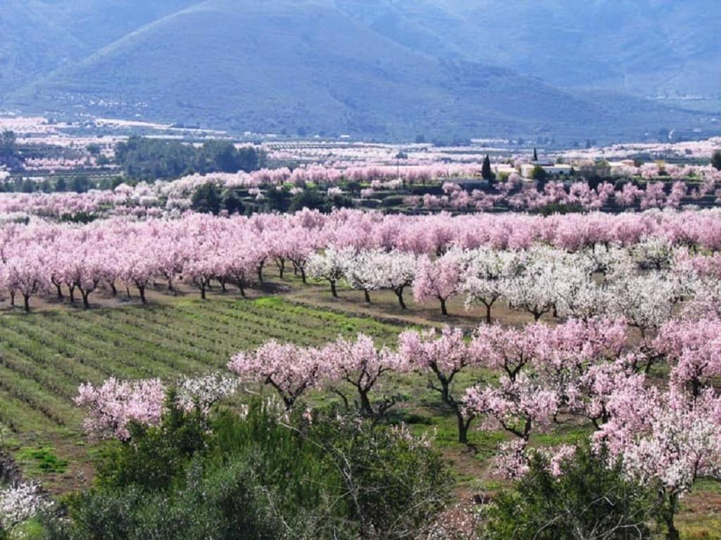 One Bed Apartment Overlooking Jalon Valley, Costa Blanca Alcalalí Exteriör bild