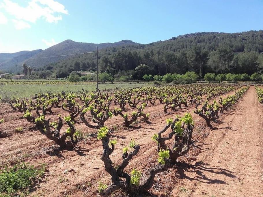 One Bed Apartment Overlooking Jalon Valley, Costa Blanca Alcalalí Exteriör bild